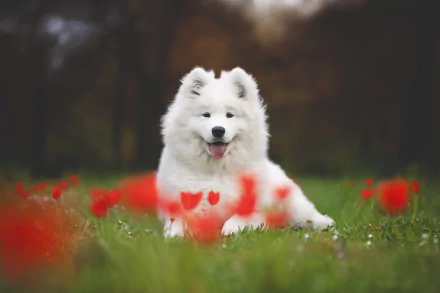 Animal samoyed HD Desktop Wallpaper | Background Image