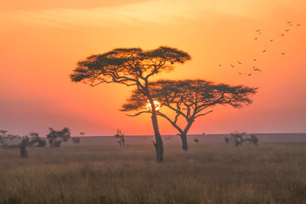 grassland nature savanna HD Desktop Wallpaper | Background Image