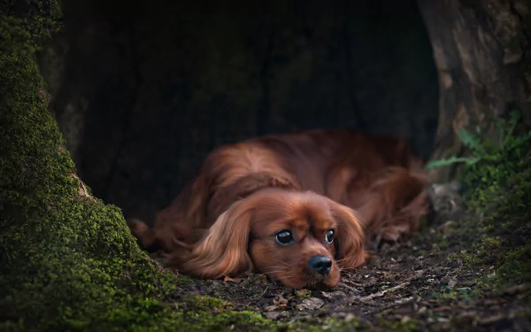 Animal King Charles Spaniel HD Desktop Wallpaper | Background Image