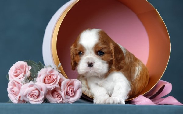 Animal King Charles Spaniel Dogs Puppy HD Wallpaper | Background Image