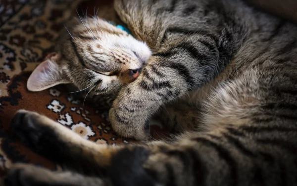 tabby cat Animal cat HD Desktop Wallpaper | Background Image