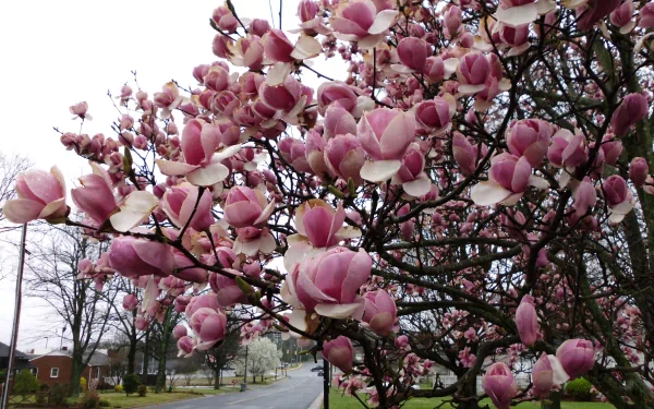 nature magnolia HD Desktop Wallpaper | Background Image