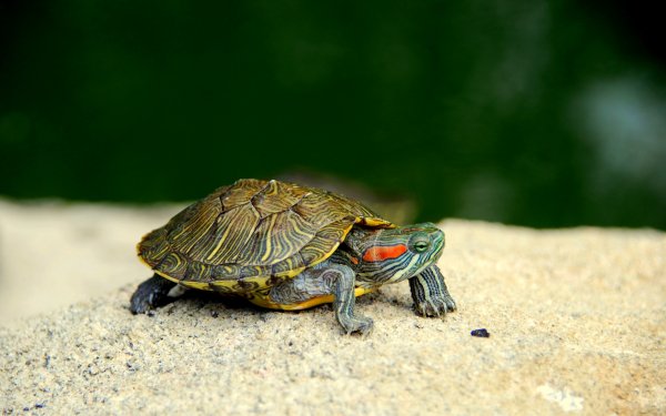 Animal Turtle Turtles HD Wallpaper | Background Image
