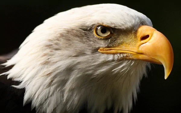 A striking close-up of a bald eagle, showcasing its fierce gaze and detailed feathers, serves as a captivating HD wallpaper and background.