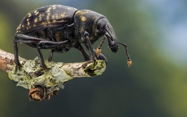 Animal Beetle Weevil HD Wallpaper | Background Image