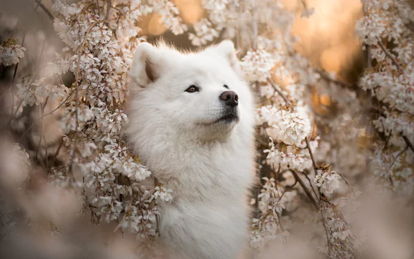 Animal samoyed HD Desktop Wallpaper | Background Image