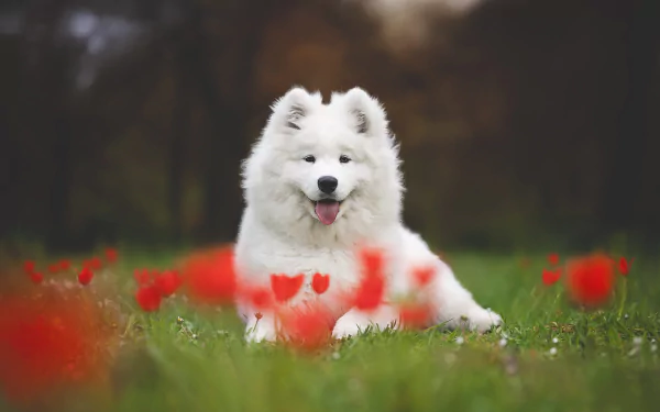 Animal samoyed HD Desktop Wallpaper | Background Image
