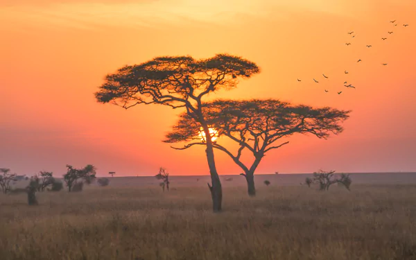 grassland nature savanna HD Desktop Wallpaper | Background Image