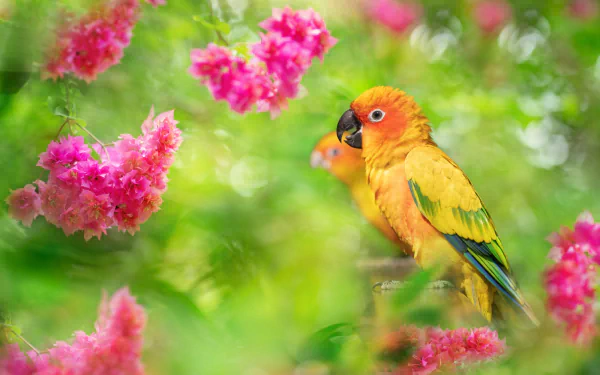 Animal Sun Parakeet HD Desktop Wallpaper | Background Image