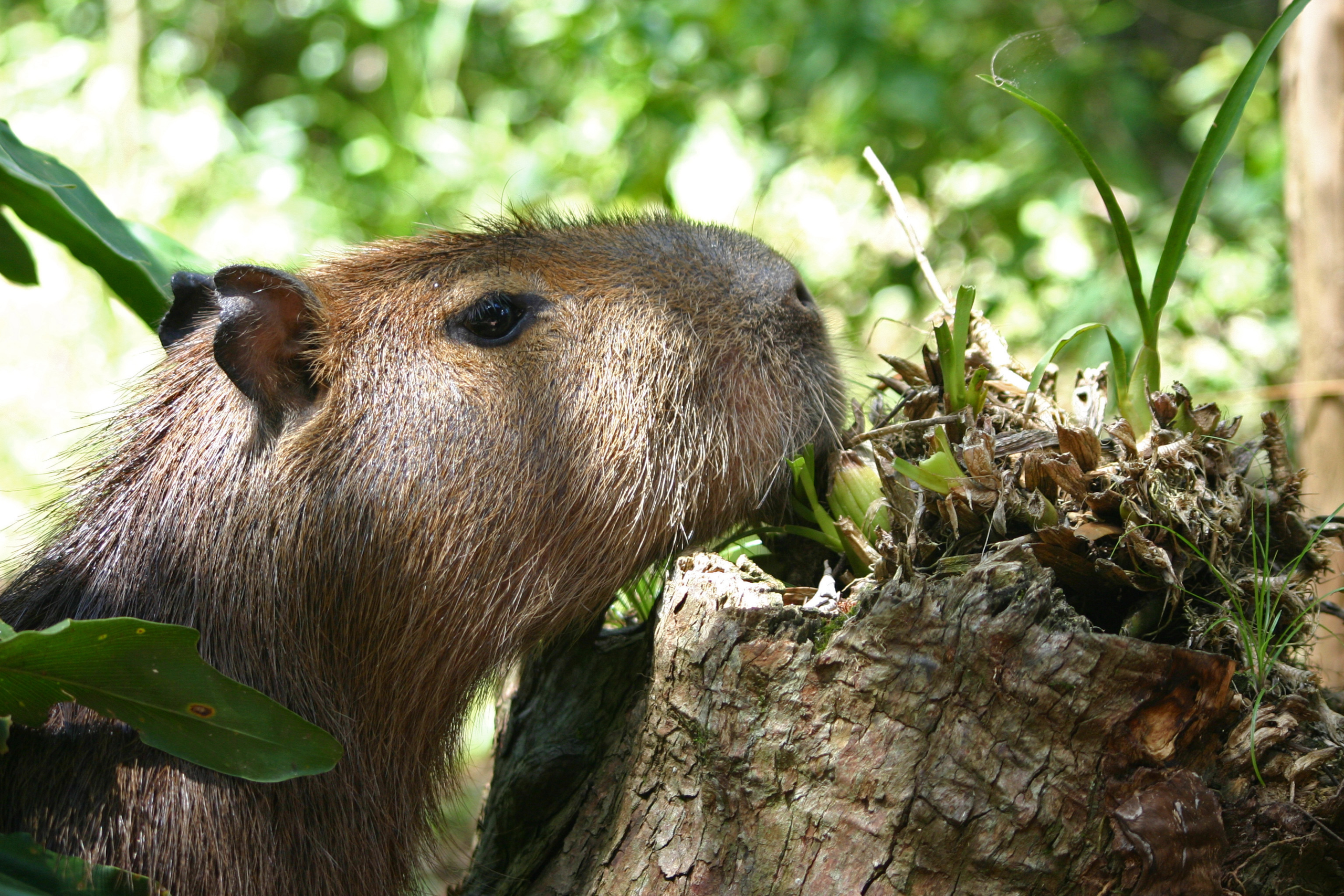 Wallpaper Capybara closeup face 1920x1080 Full HD 2K Picture Image