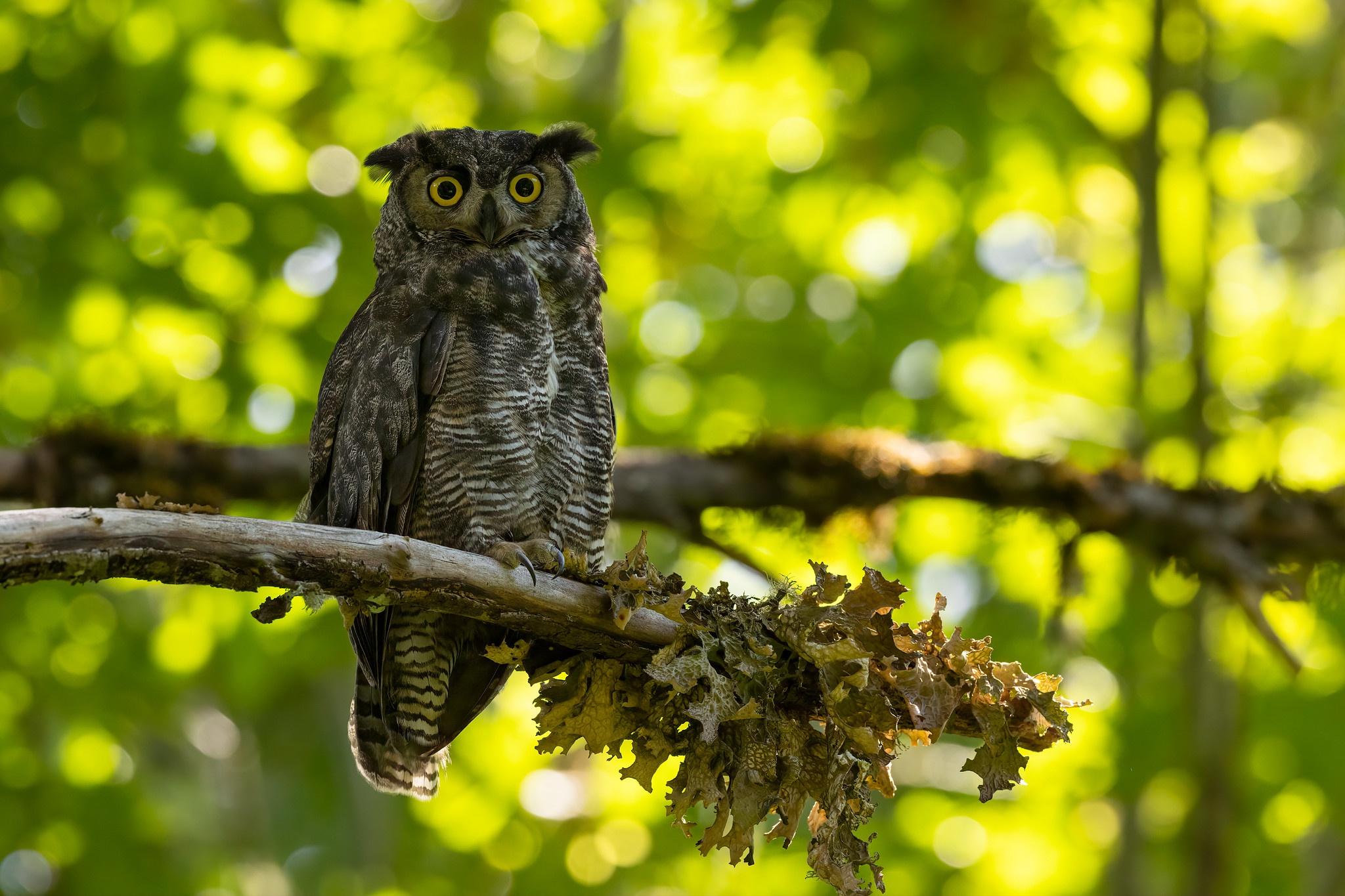 Download Animal Owl HD Wallpaper