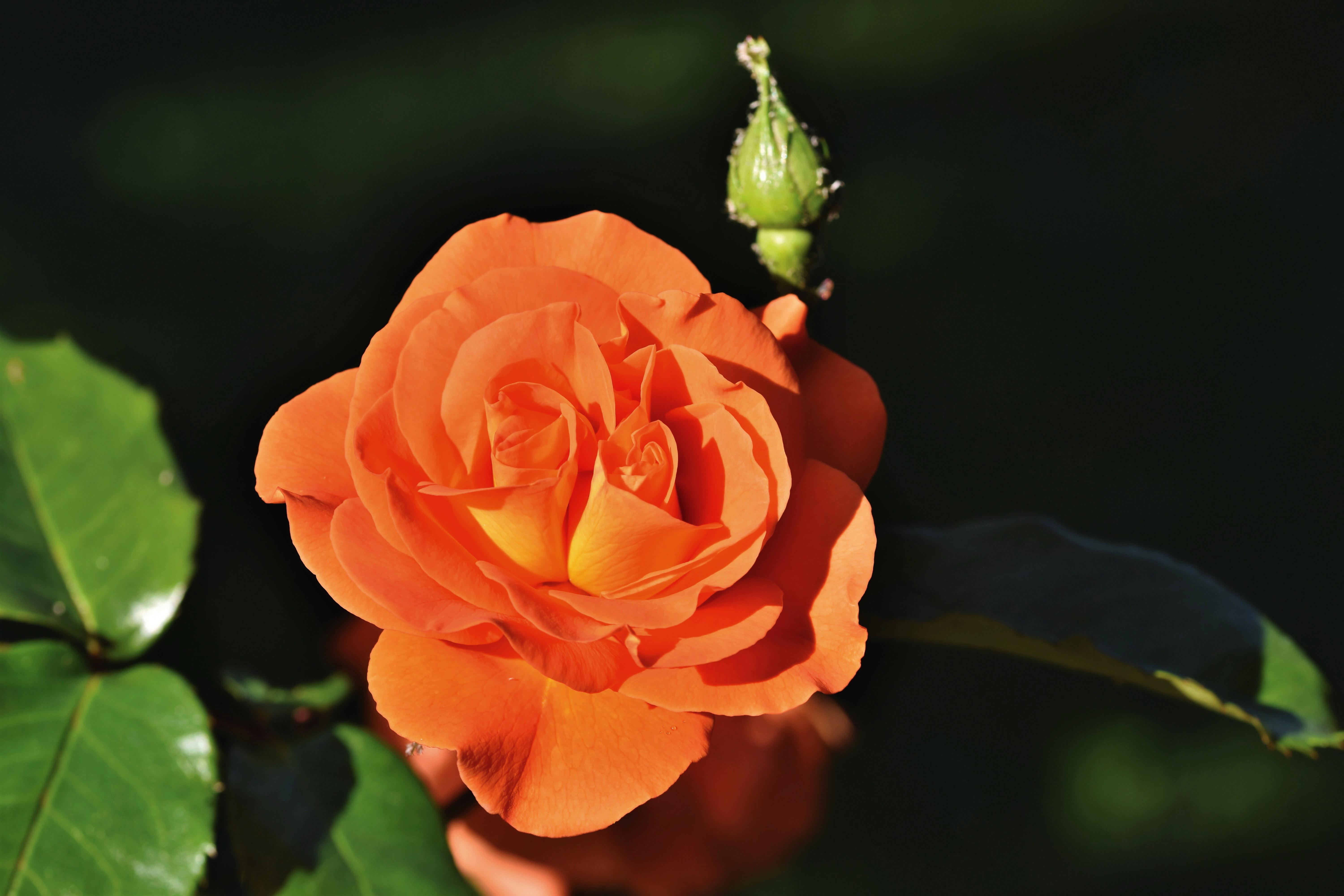 Download Nature Rose 4k Ultra HD Wallpaper by Ralphs_Fotos