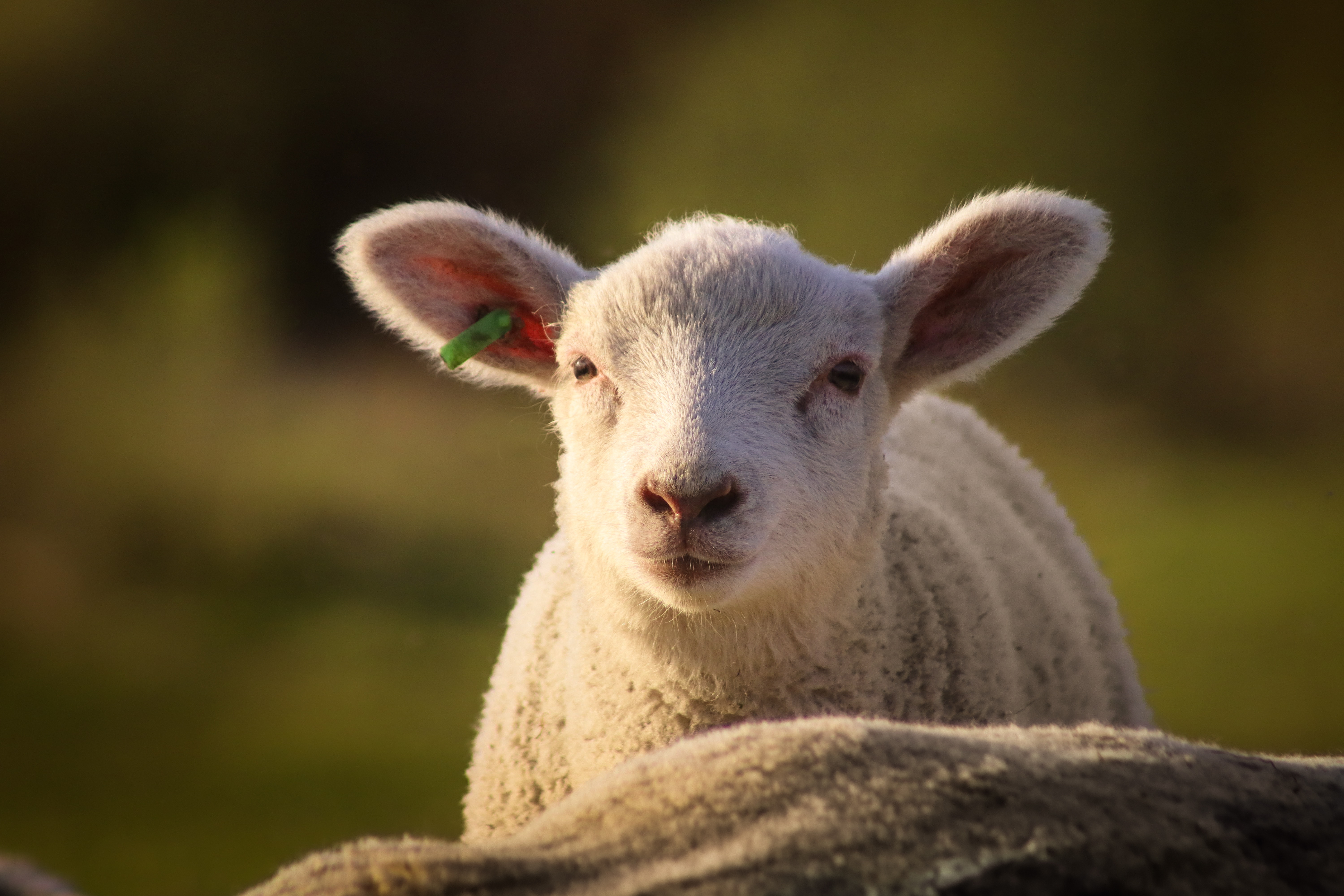 Sheep 4k Ultra HD Wallpaper by Bluetenkuss