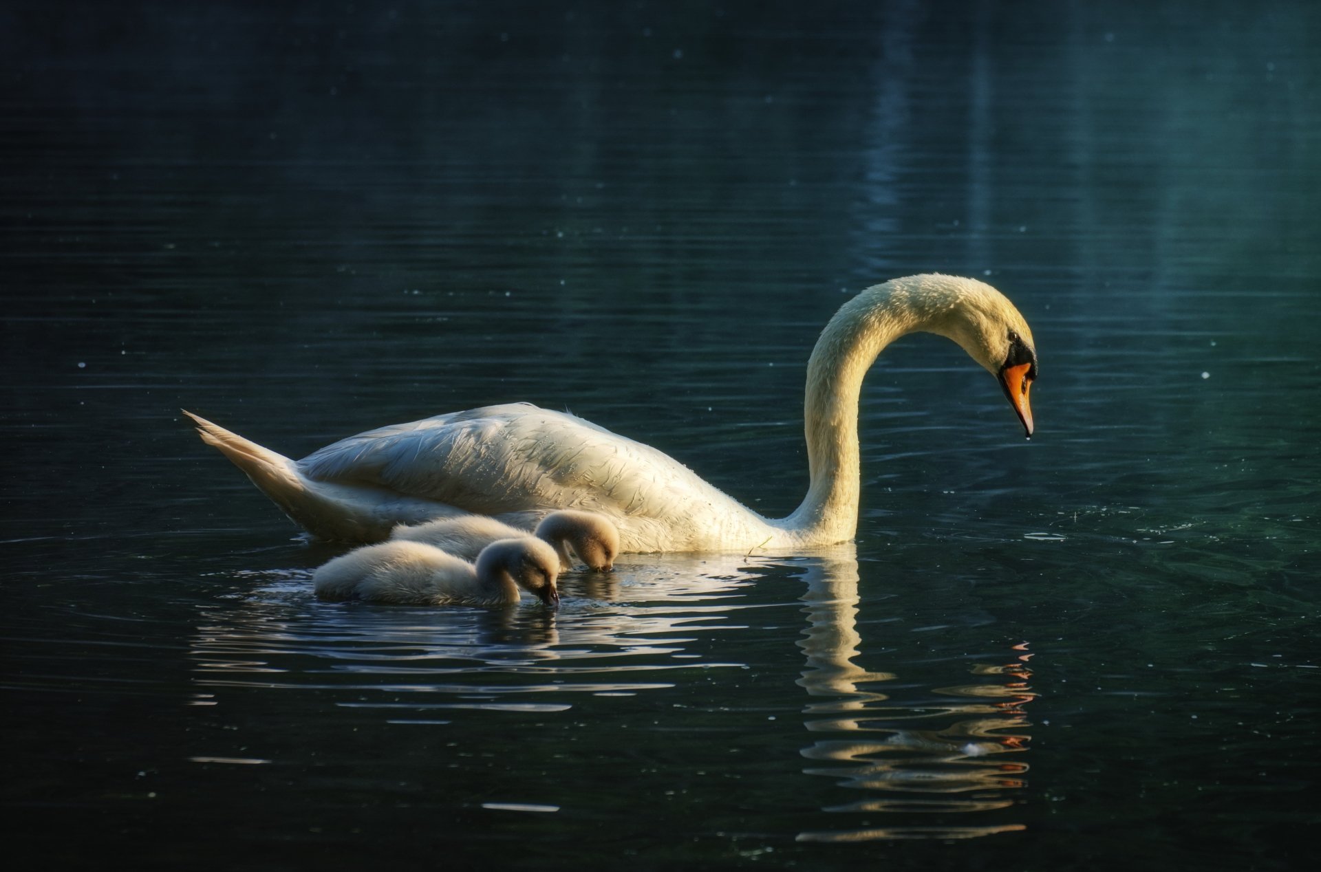 Download Animal Mute Swan 4k Ultra HD Wallpaper