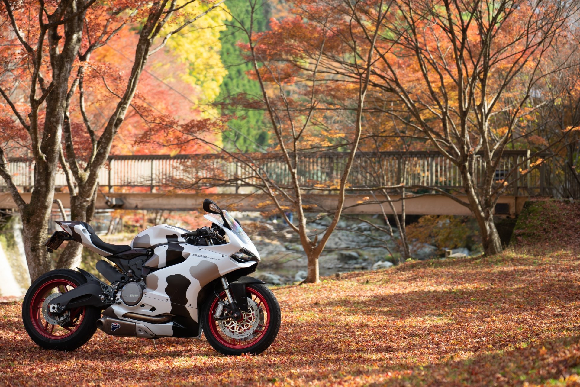 Download Vehicle Ducati 899 Panigale 8k Ultra HD Wallpaper