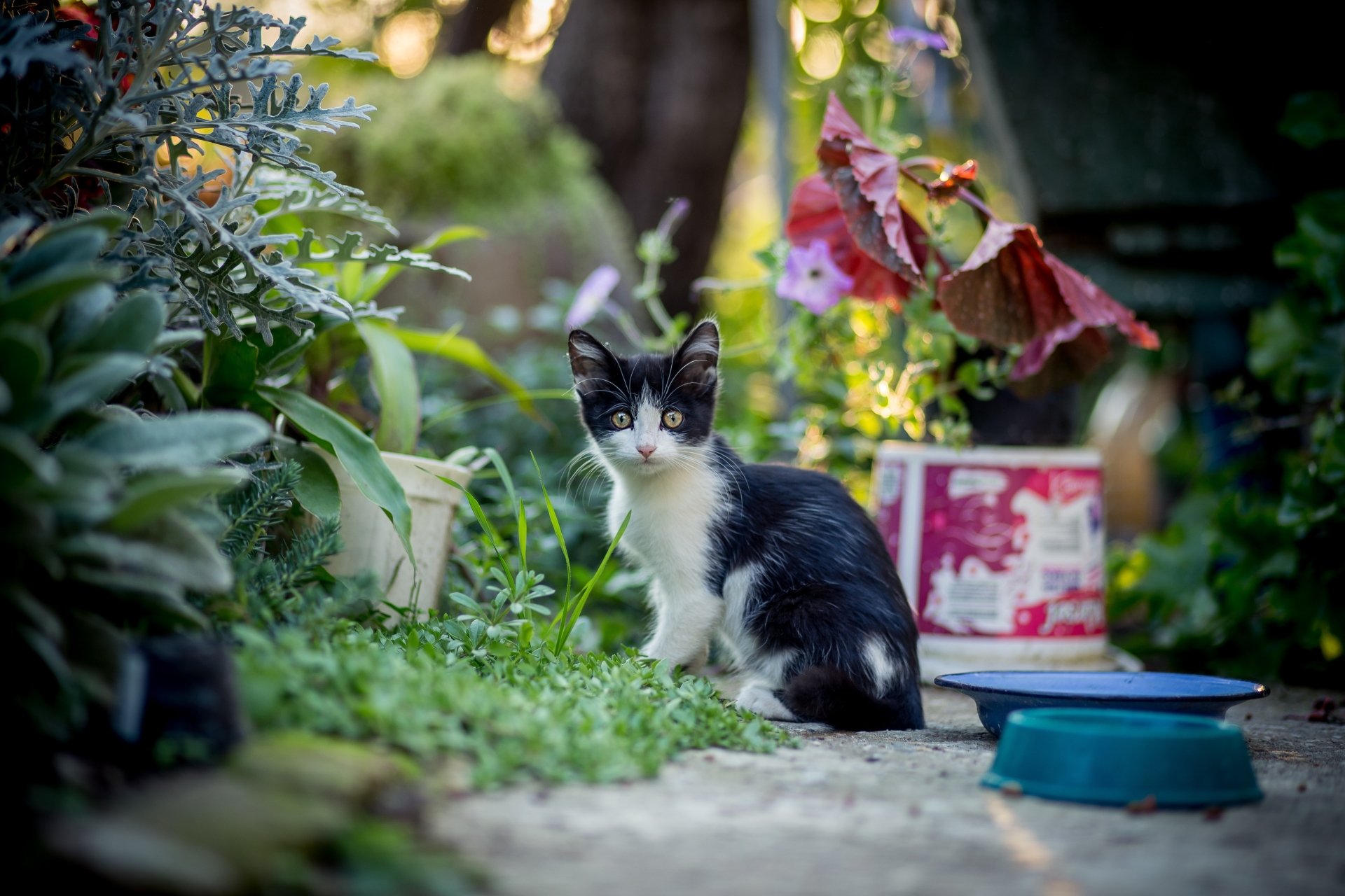 4K Ultra HD PC desktop wallpaper: black-and-white kitten (animal, cat) sitting in a garden among plants and bowls with a soft bokeh background.