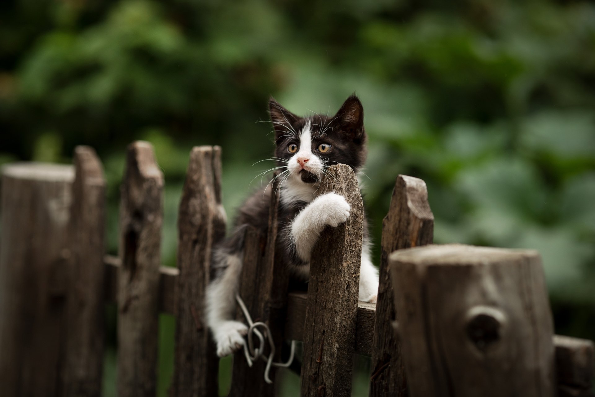 HD PC desktop wallpaper featuring a black and white kitten perched on a rustic wooden fence, surrounded by lush green foliage.