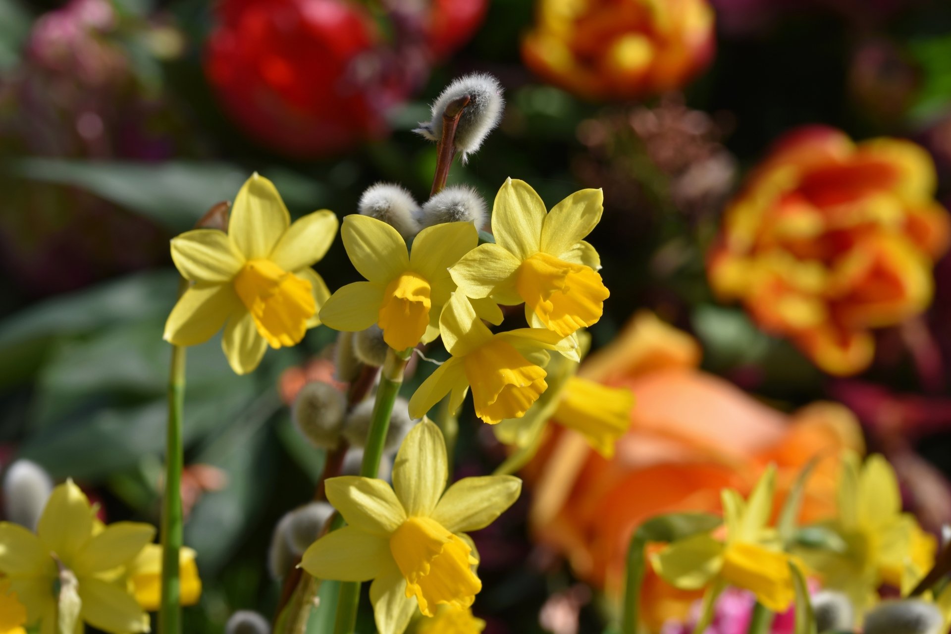 Download Nature Daffodil 4k Ultra HD Wallpaper by Ralphs_Fotos