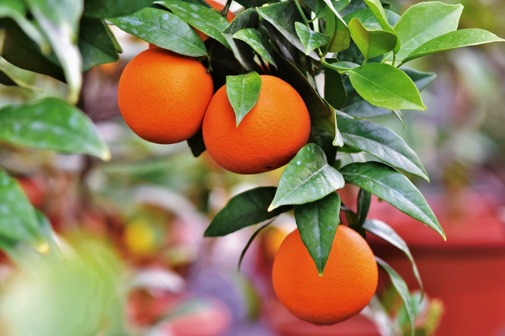 Download Food Orange (Color) 4k Ultra HD Wallpaper by Ralphs_Fotos