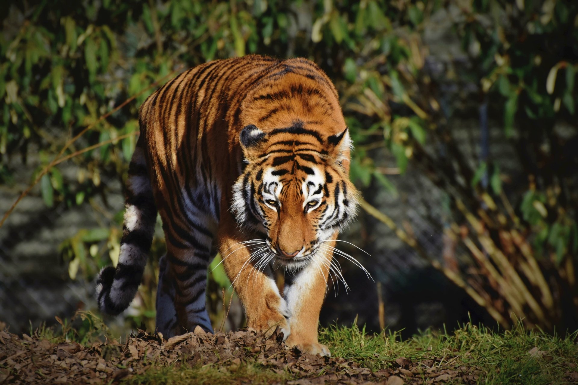 Download Animal Tiger 4k Ultra HD Wallpaper by Ralphs_Fotos