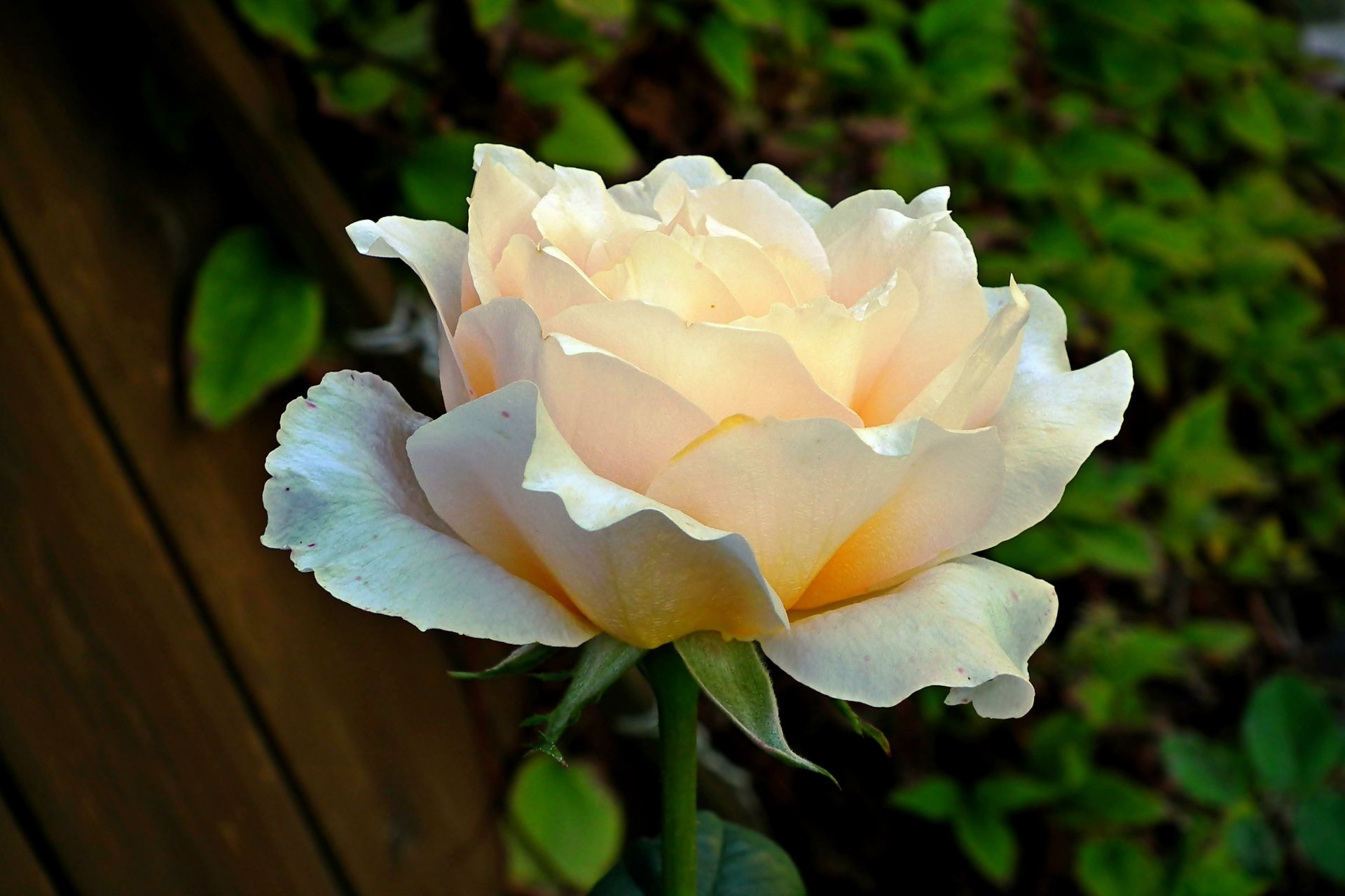 Download Nature Rose HD Wallpaper by MrGajowy3