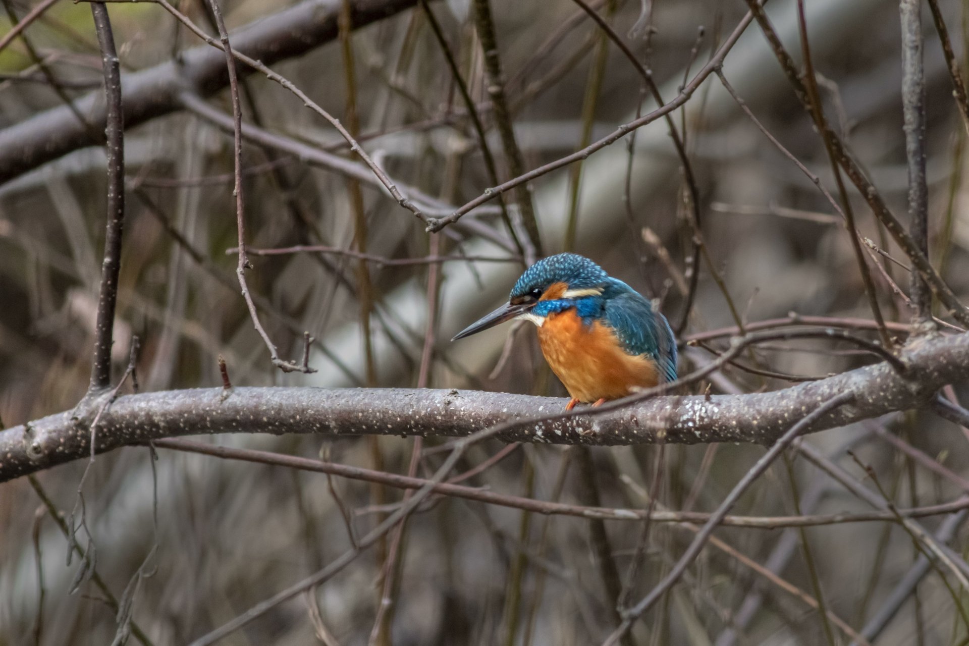 Download Animal Kingfisher 4k Ultra HD Wallpaper