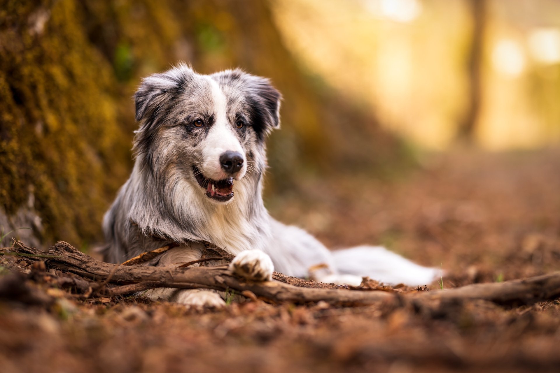 Download Animal Australian Shepherd 4k Ultra HD Wallpaper
