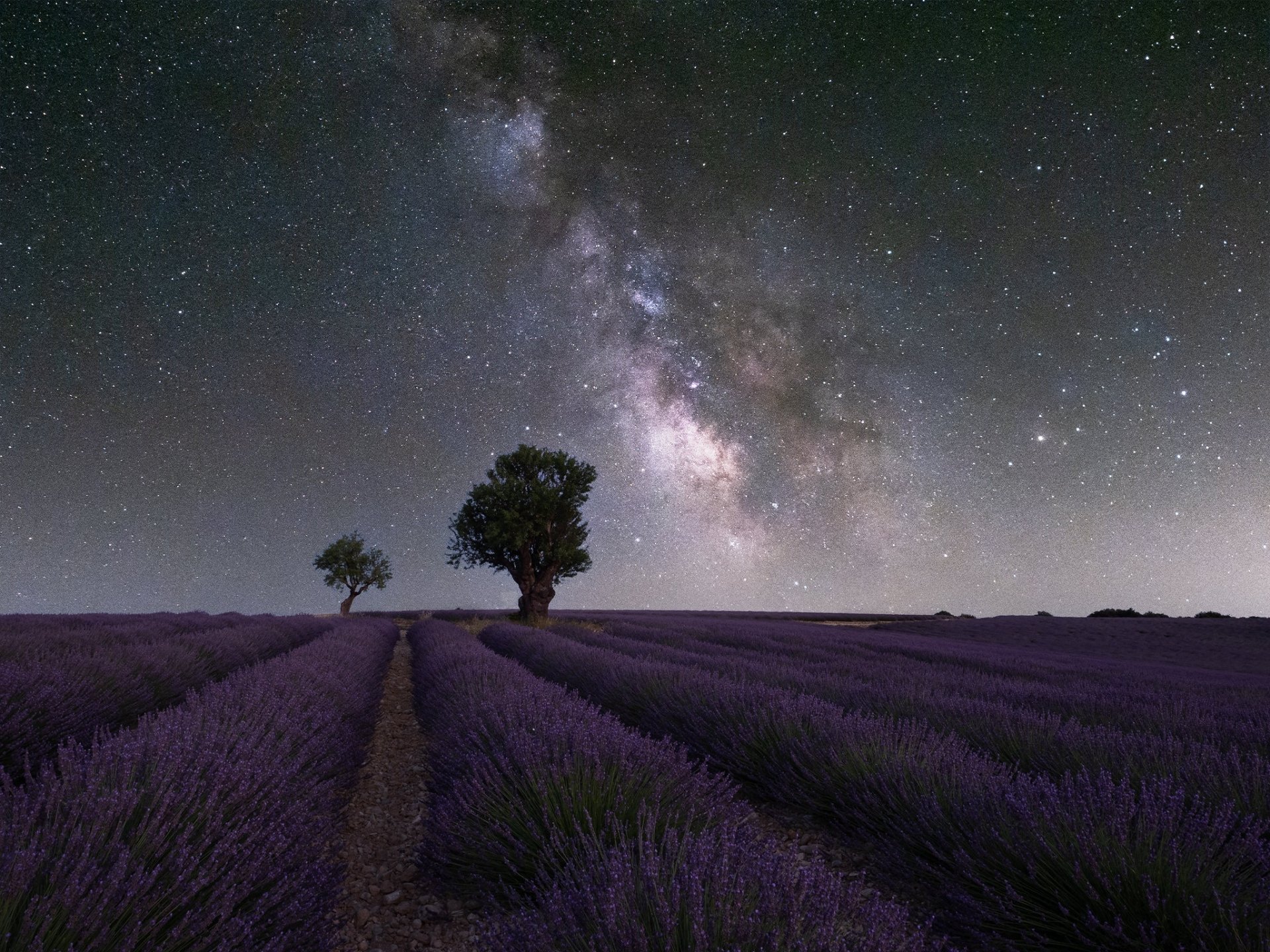 Download Field Night Nature Lavender HD Wallpaper