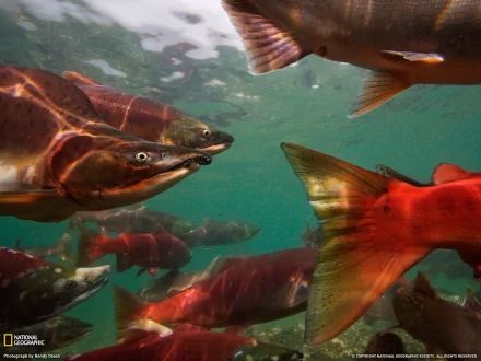  Sockeye salmon (Pacific Salmon) species migrate back to Russia’s remote Kamchatka Peninsula to spawn by Randy Olson