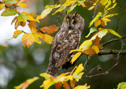 long eared owl Animal owl HD Desktop Wallpaper | Background Image