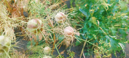 nature plant HD Desktop Wallpaper | Background Image