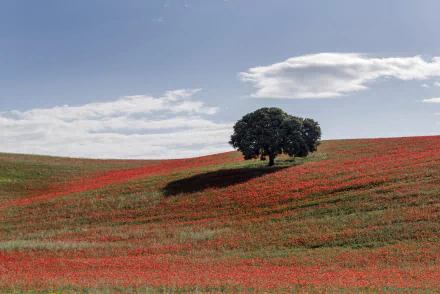 lonely tree nature field HD Desktop Wallpaper | Background Image