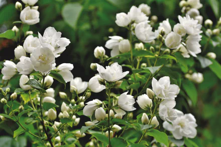 nature Jasmine HD Desktop Wallpaper | Background Image