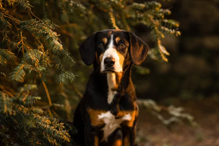 Animal bernese mountain dog HD Desktop Wallpaper | Background Image