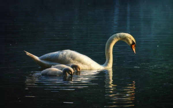 Animal mute swan HD Desktop Wallpaper | Background Image