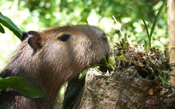 HD desktop wallpaper featuring a close-up of a capybara in its natural green habitat, showcasing detailed fur and peaceful expression.