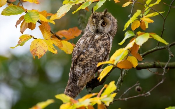 Animal Owl Birds Owls Long-Eared Owl HD Wallpaper | Background Image
