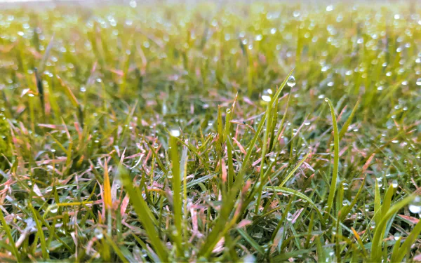  Dew on Grass