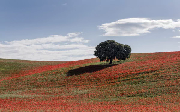 lonely tree nature field HD Desktop Wallpaper | Background Image