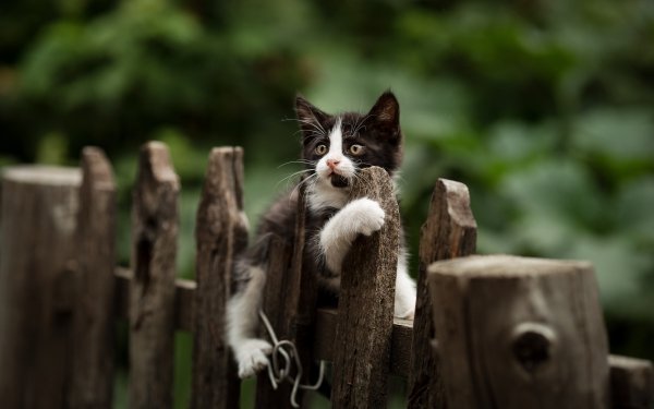 Animal Cat Cats Kitten HD Wallpaper | Background Image