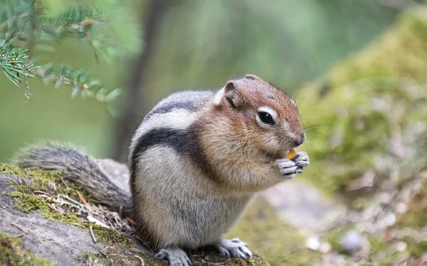 Animal chipmunk HD Desktop Wallpaper | Background Image