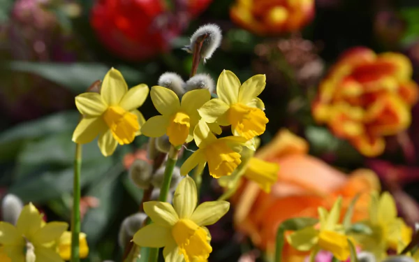 nature daffodil HD Desktop Wallpaper | Background Image