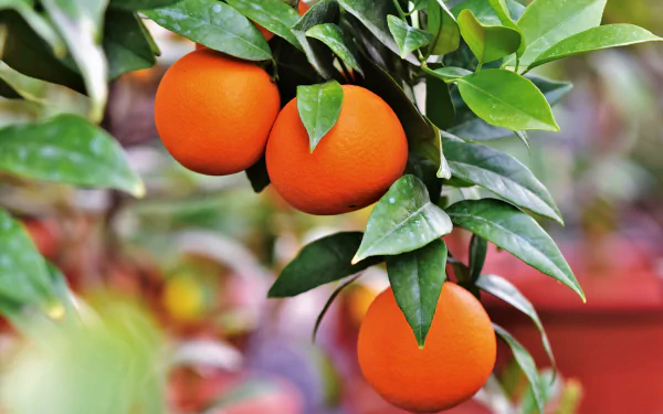 food orange (Color) HD Desktop Wallpaper | Background Image