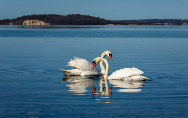 mute swan Animal swan HD Desktop Wallpaper | Background Image