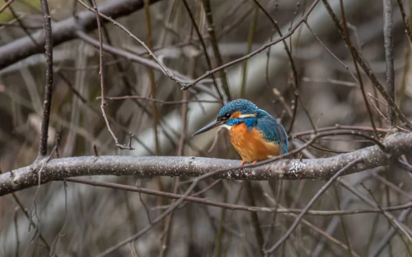 Animal kingfisher HD Desktop Wallpaper | Background Image