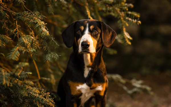 Animal bernese mountain dog HD Desktop Wallpaper | Background Image
