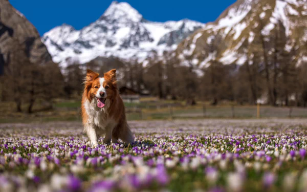 Animal border collie HD Desktop Wallpaper | Background Image
