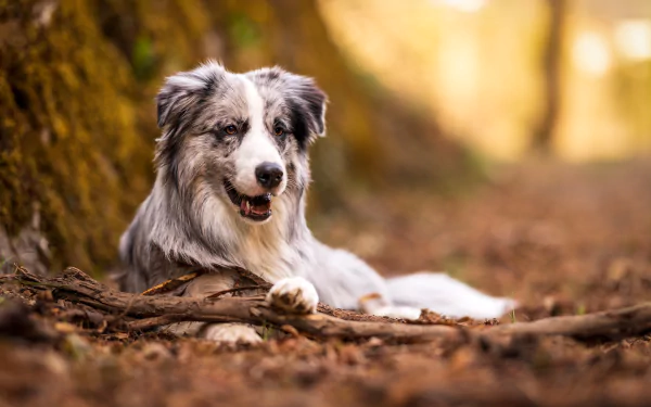 Animal australian shepherd HD Desktop Wallpaper | Background Image