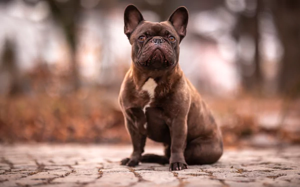 A brown French Bulldog sits attentively on a cobblestone path with a blurred autumn background, captured in 4K Ultra HD for a PC desktop wallpaper.