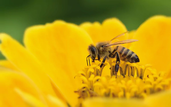 Animal bee HD Desktop Wallpaper | Background Image